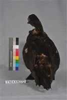 疣鼻栖鴨藏品圖，第6張
